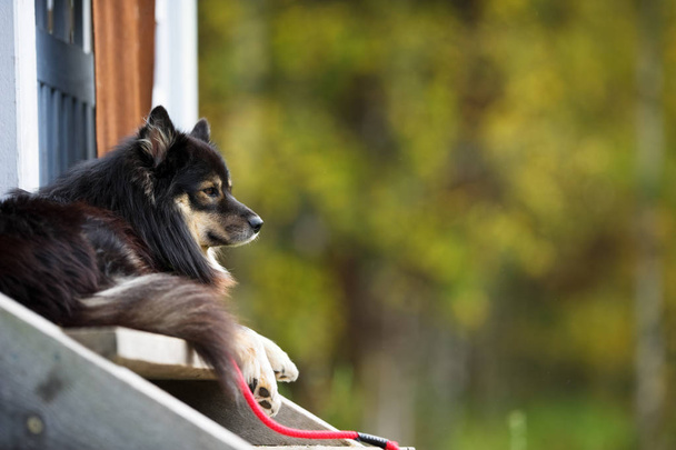 Σκύλος σε μια βεράντα - Φωτογραφία, εικόνα