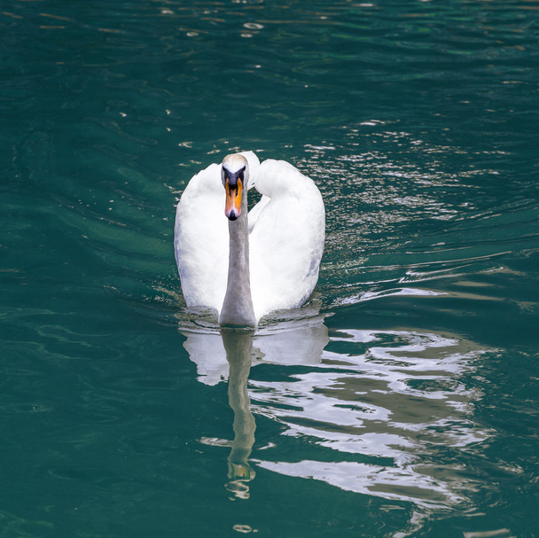 Il cigno nuota nel lago
 - Foto, immagini