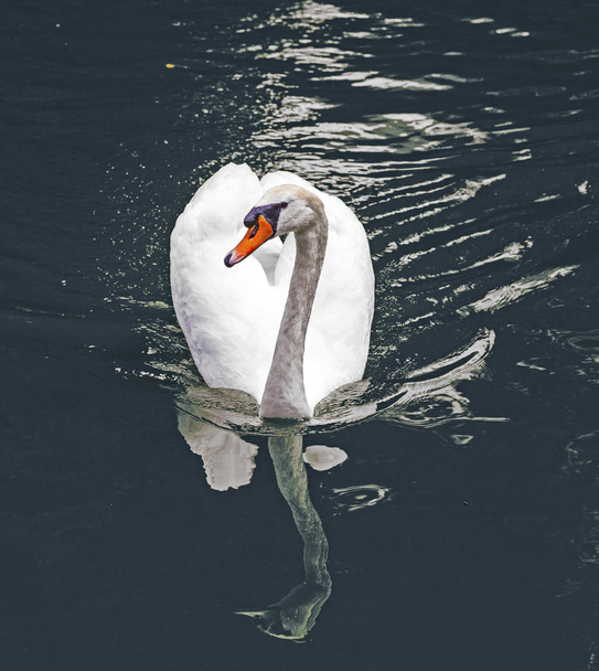Swan swims in the lake - 写真・画像