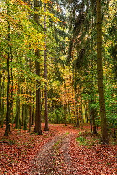 Sunny and amazing autumn in the forest, Europe - Foto, imagen