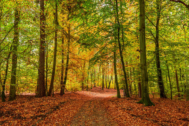 Kolorowy i niesamowity Las jesienią, Europa - Zdjęcie, obraz