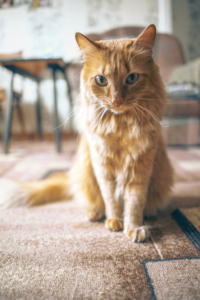 Red Cat Closeup - Zdjęcie, obraz
