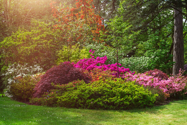 Beautiful Garden with blooming trees during spring time - Foto, imagen