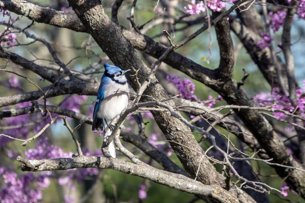 Це Блакитна Сойка має досить допитливий погляд на його обличчі, як це окуні на гілку квітучої Редбад дерево в штаті Міссурі. Ефект Боке. - Фото, зображення