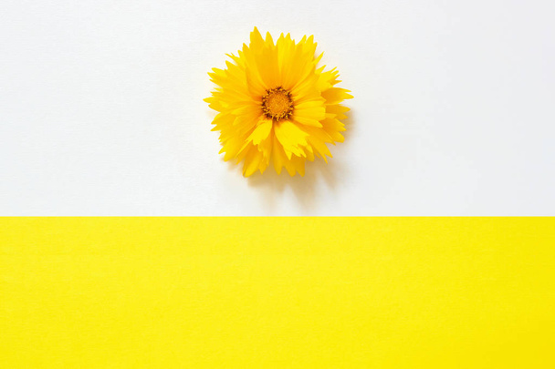 One yellow Coreopsis flower on white and yellow paper background Minimal style Copy space Template for lettering, text or your design. Creative Top View - Fotoğraf, Görsel