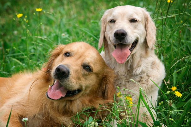 Portret van twee jonge schoonheid honden - Foto, afbeelding