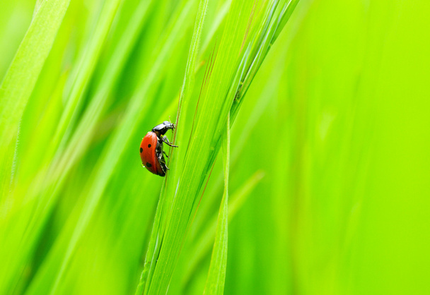 Ladybug creeps on herb - Photo, Image