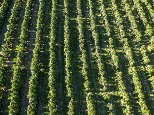 aerial viewof green coffee field in Brazil - Фото, изображение