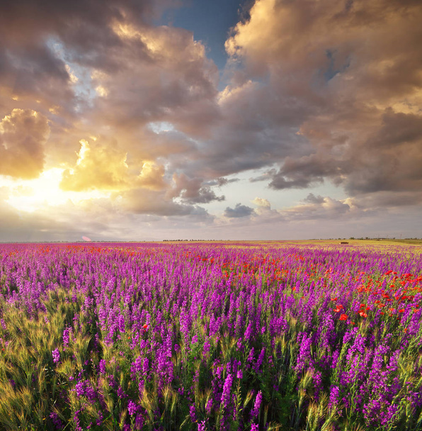 Primavera flores violetas no prado
.  - Foto, Imagem