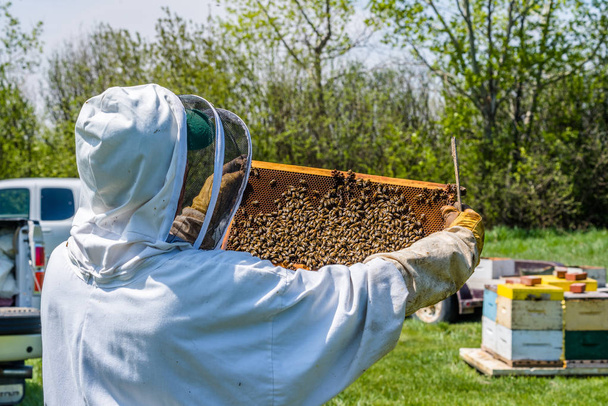 Κοντινό-up του μη αναγνωρίσιμος μελισσοκόμος επιθεωρώντας δίσκο από κυψέλη σούπερ - Φωτογραφία, εικόνα