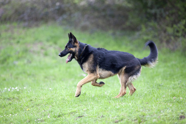 hond Duitse Shepard loopt in veld - Foto, afbeelding