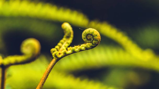 Natural background. Unravelling fern frond closeup.  Thailand - 写真・画像
