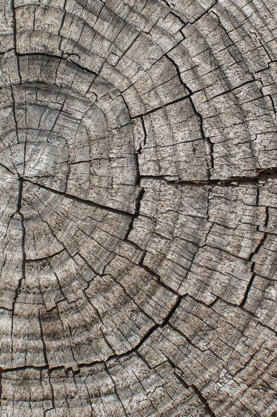 Древесина вырезать поверхность бревна крупным планом в качестве деревянного фона
 - Фото, изображение
