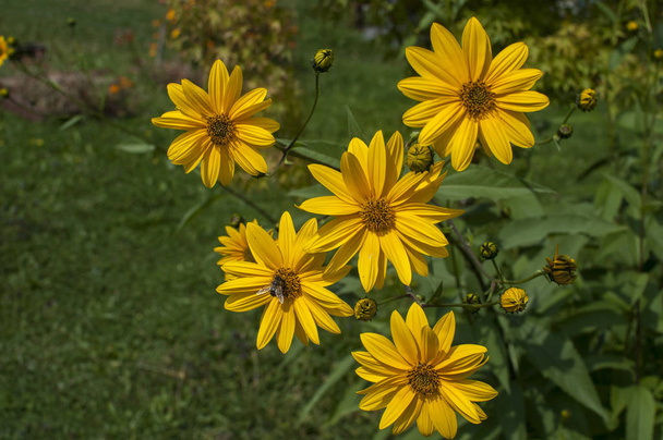 Doronicum flores de jardín amarillo primer plano como fondo floral
 - Foto, Imagen