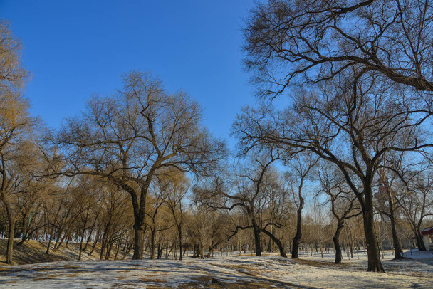 Puut talvipuistossa
  - Valokuva, kuva