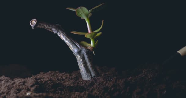 ein neues Leben, ein Mann hält in der Hand einen Spross mit Blättern in der Erde, nass mit Tropfen, schwarzer Hintergrund. - Filmmaterial, Video