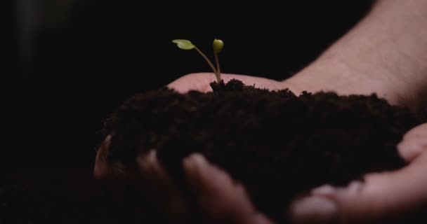 ein neues Leben, ein Mann hält in der Hand einen Spross mit Blättern in der Erde, nass mit Tropfen, schwarzer Hintergrund. - Filmmaterial, Video
