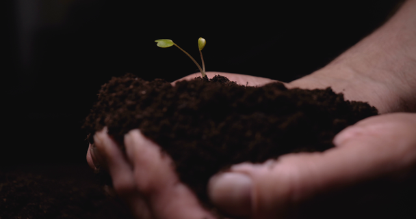 Een nieuw leven, een man houdt in zijn hand een spruit met bladeren in de grond, nat met druppels, zwarte achtergrond. - Video