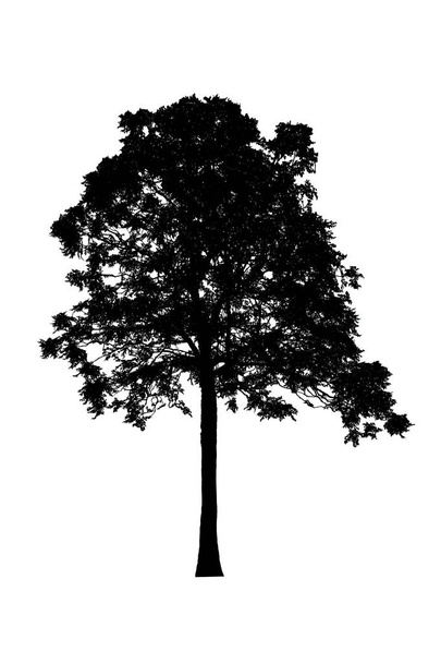 Силуэты дерева красивые на белом фоне
 - Фото, изображение