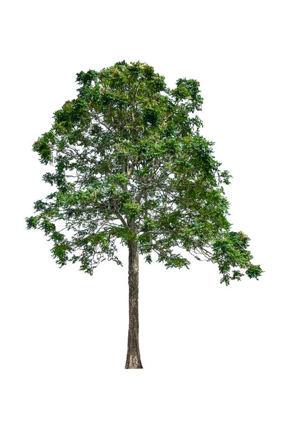 boom en blad mooi op witte achtergrond  - Foto, afbeelding