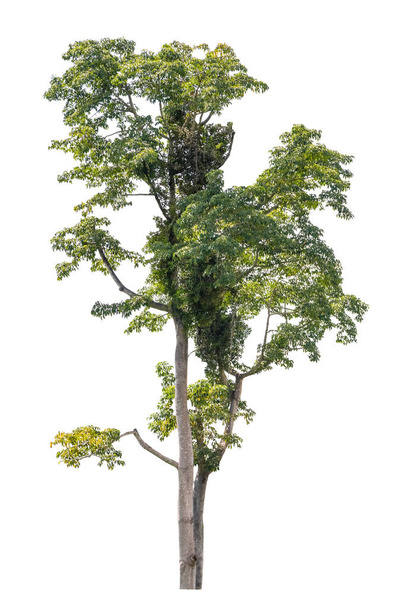boom en blad mooi op witte achtergrond - Foto, afbeelding