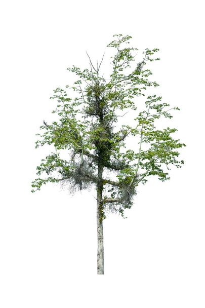 boom en blad mooi op witte achtergrond - Foto, afbeelding