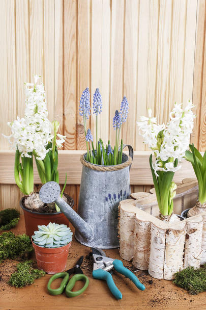 Florist workplace: potting spring flowers. - Fotó, kép
