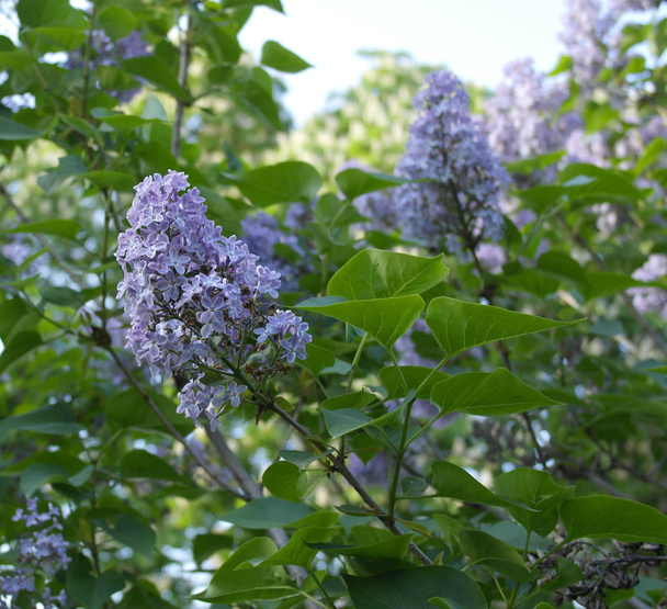 Lilac flowers against the blue sky.  - Photo, Image