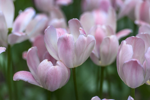 gently pink and white tulips on the lawn - Photo, image