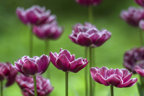 Beautiful Purple tulips closeup - Fotó, kép