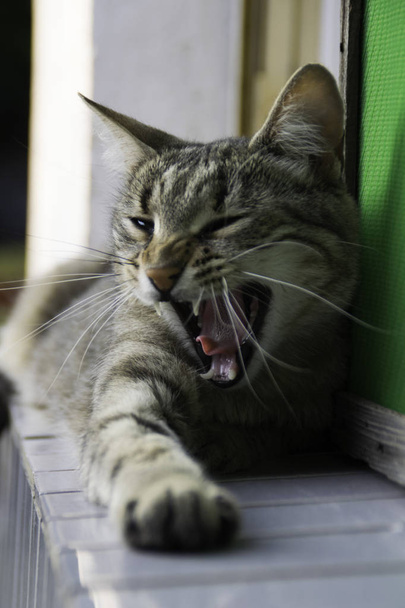 Somnolent chat rayé mensonges et bâillement
 - Photo, image