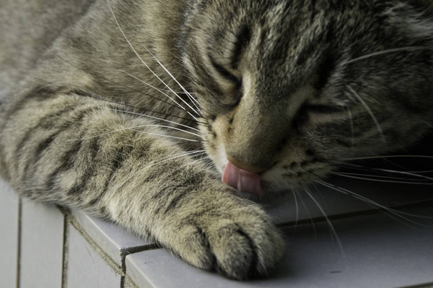gestreifte Katze leckt ihre Pfote - Nahaufnahme - Foto, Bild