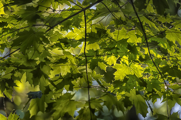young maple leaf in early summer - Foto, Bild