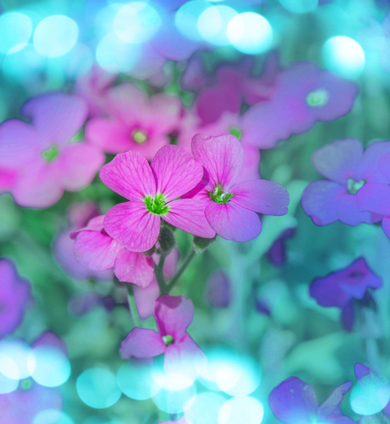 lila-aubrieta-Blüten. lila Frühlingsblumen im Garten - Foto, Bild