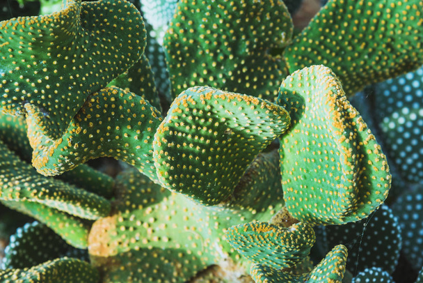 Hintergrund Natur. natürlicher Hintergrund Kakteengarten viele Arten.opuntia microdasys - Foto, Bild