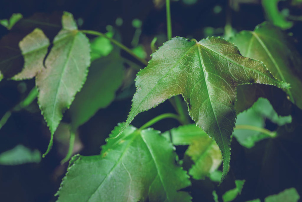 background nature. Natural background maple leaf green. - Foto, Bild