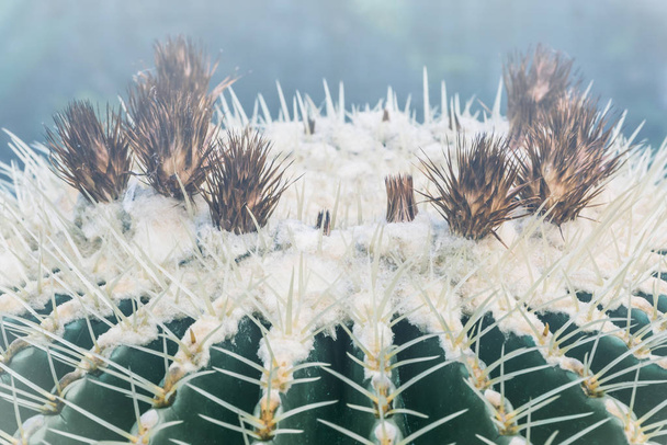 background nature. Natural background Cactus succulent plant. Cactus, background, tree, nature, leaves. - Foto, Bild