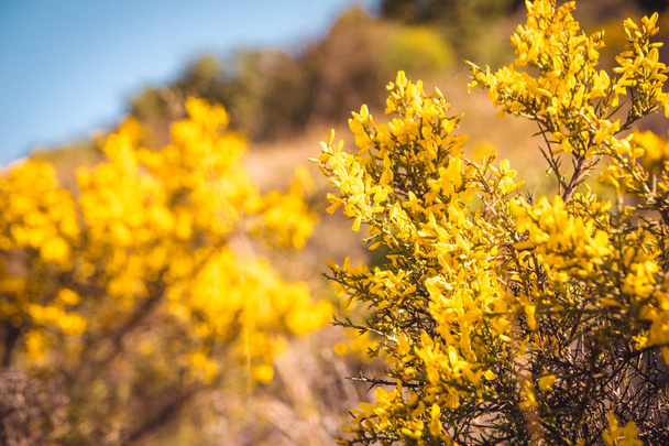Genista Scorpius. Flores amarelas selvagens natureza fundo
. - Foto, Imagem