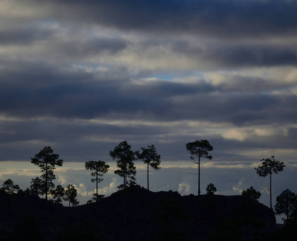 Silhouettes of pines at dawn and cloudy sky, Pilancones, Gran Canaria - 写真・画像