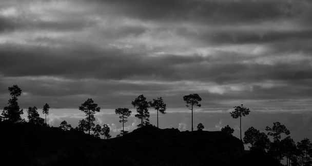 Природний парк Pilanконусів, силуети сосен і похмурих небо, чорно-білі, Канарські острови - Фото, зображення