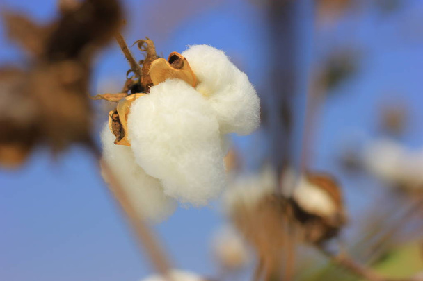 Fresh cotton fields India - 写真・画像