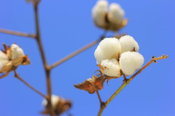Fresh cotton fields India - Fotoğraf, Görsel
