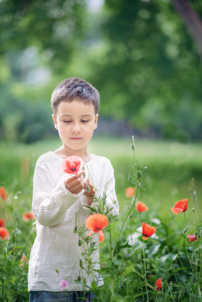 Happy little boy holding red poppy flower at summer green meadow, children day concept  - Foto, imagen