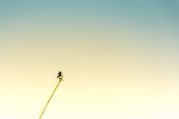 Hecks Grass finches Bird, Poephila acuticauda, a common species of estrildid finch, sitting under blue clear sky in Rajasthan’s Bharatpur Bird Sanctuary, Keoladeo Ghana National Park, a bird paradise - 写真・画像