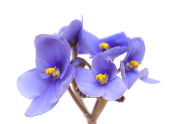 blue african violet on white - Photo, Image