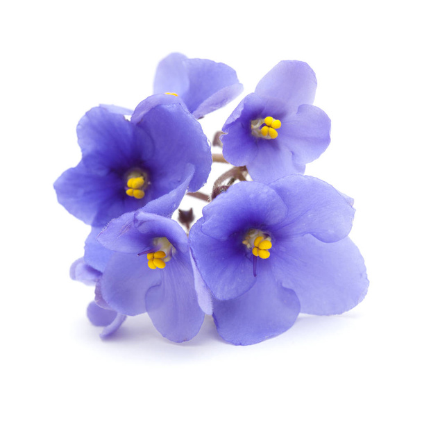 blue african violet on white - Valokuva, kuva