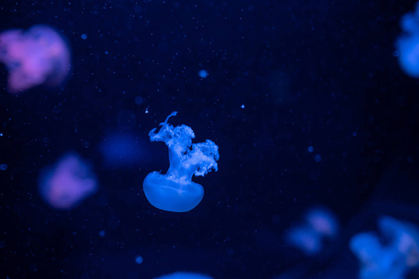 Мраморная медуза Lychnorhiza Lucerna на синем фоне
 - Фото, изображение