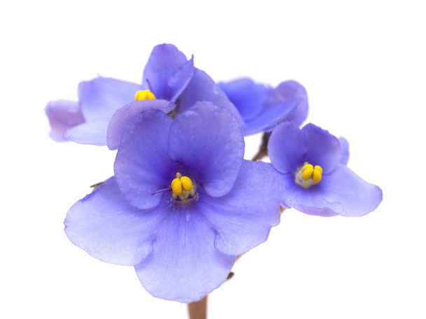 blue african violet on white - Valokuva, kuva