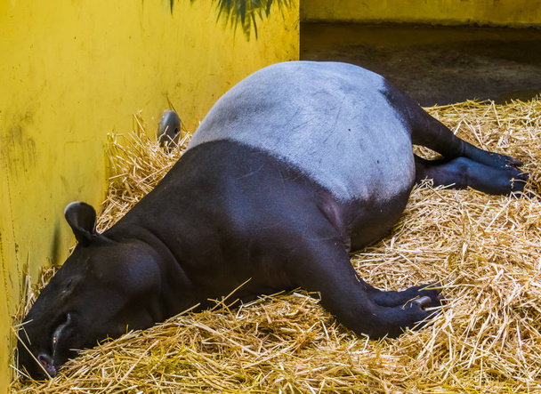 primer plano de un tapir malayo durmiendo en un lecho de heno, especie animal en peligro de extinción de Asia
 - Foto, imagen