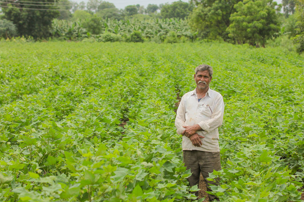 Agricoltore indiano in allevamento di cotone - Foto, immagini